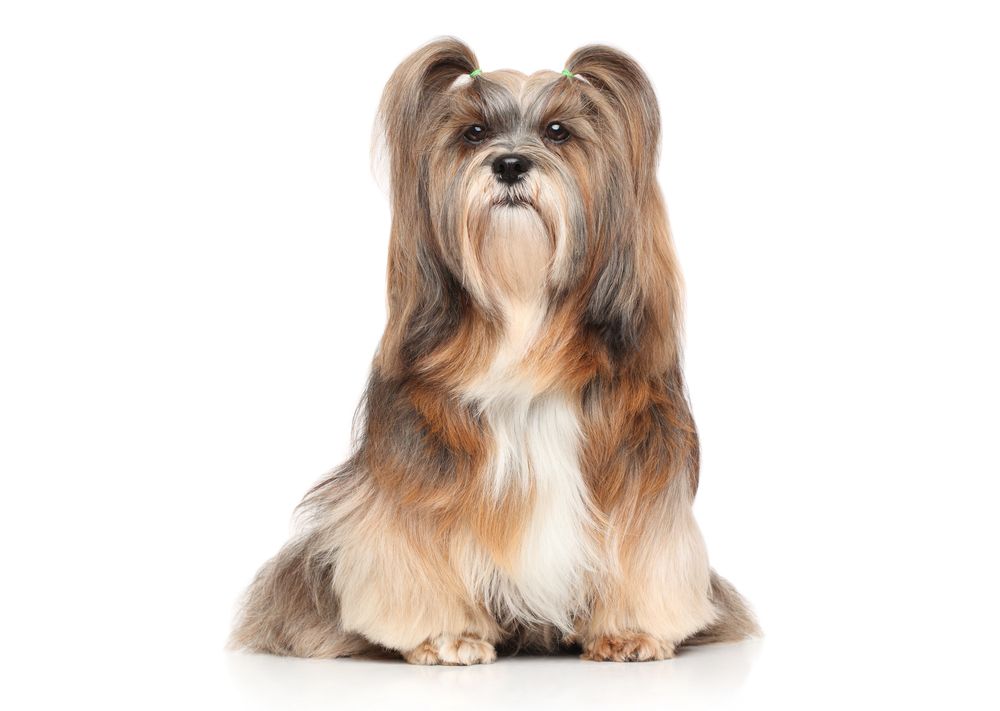 lhasa apso 5.jpg