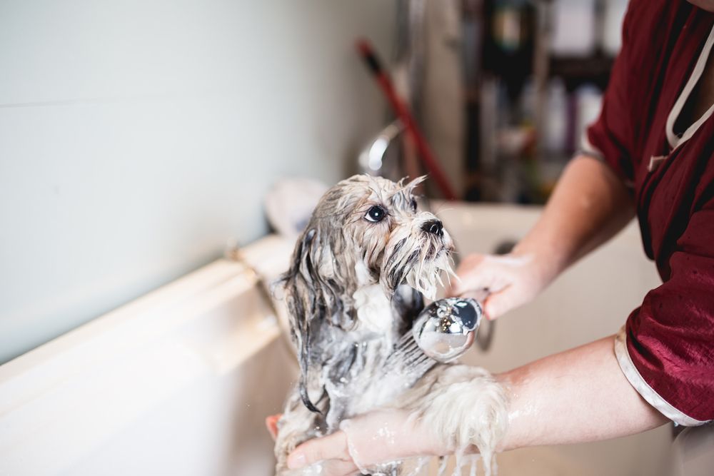 lhasa apso 8.jpg