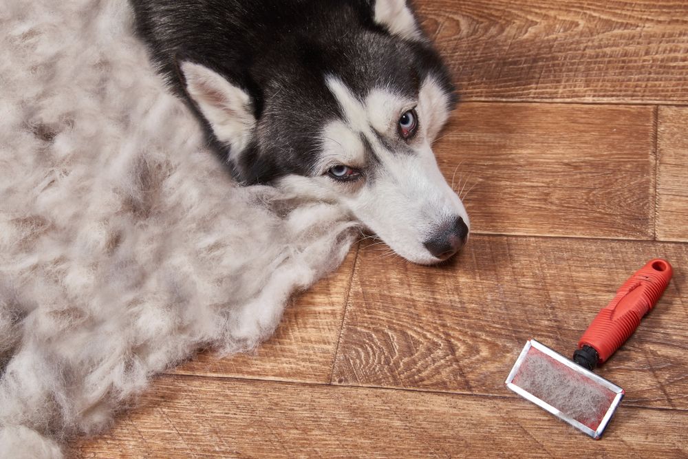 linienie u psów.jpg