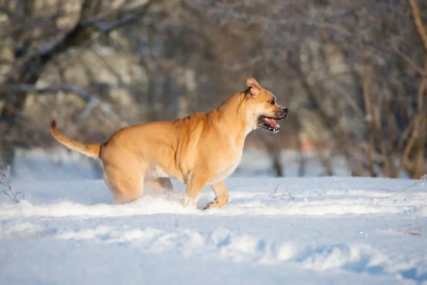 Dog z Majorki galopujący w śniegu