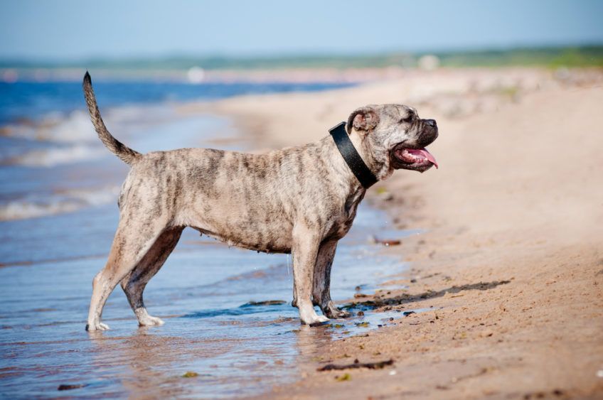 Dog z Majorki nad wodą