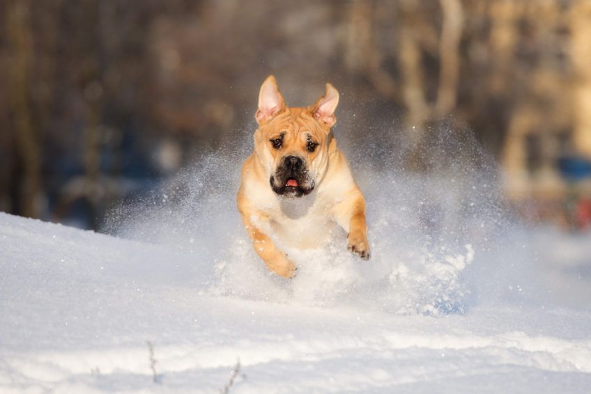 Dog z Majorki galopujący w śniegu w stronę fotografa