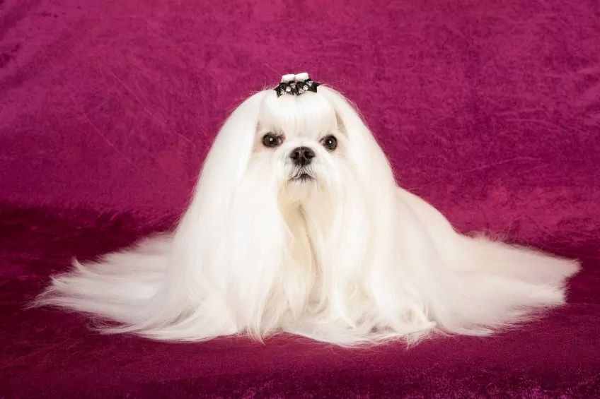 elegancki maltańczyk leżący