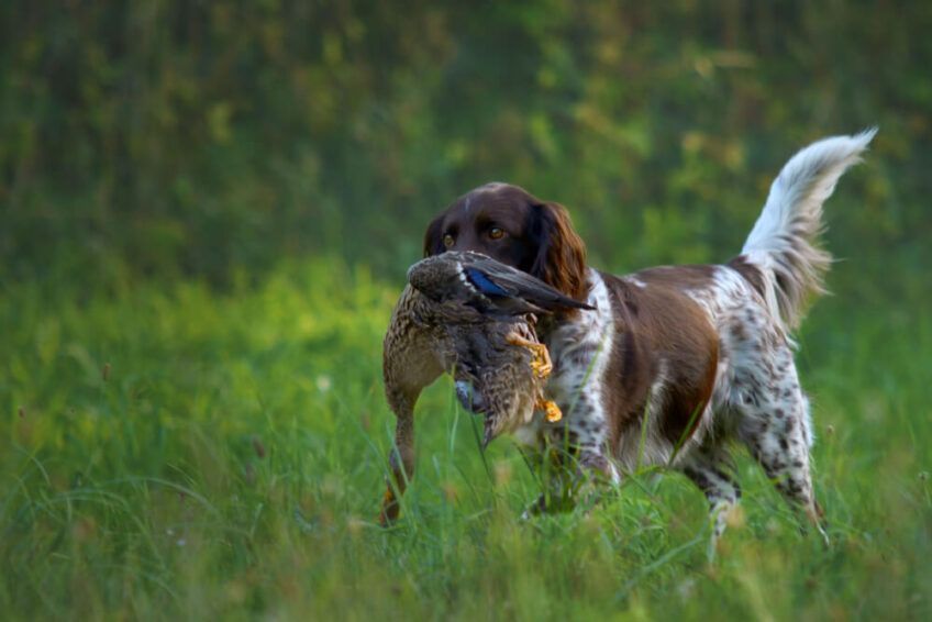 mały münsterländer