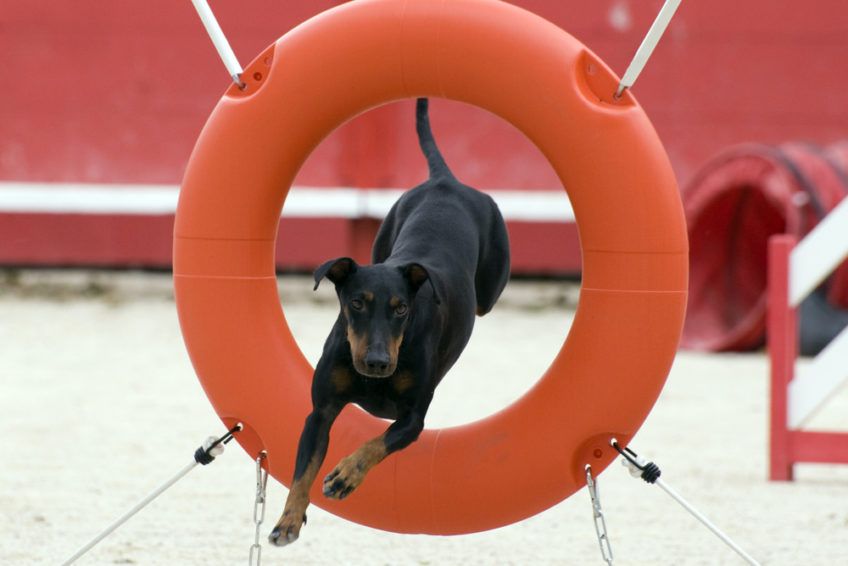 Manchester terrier skaczący przez oponę na agility