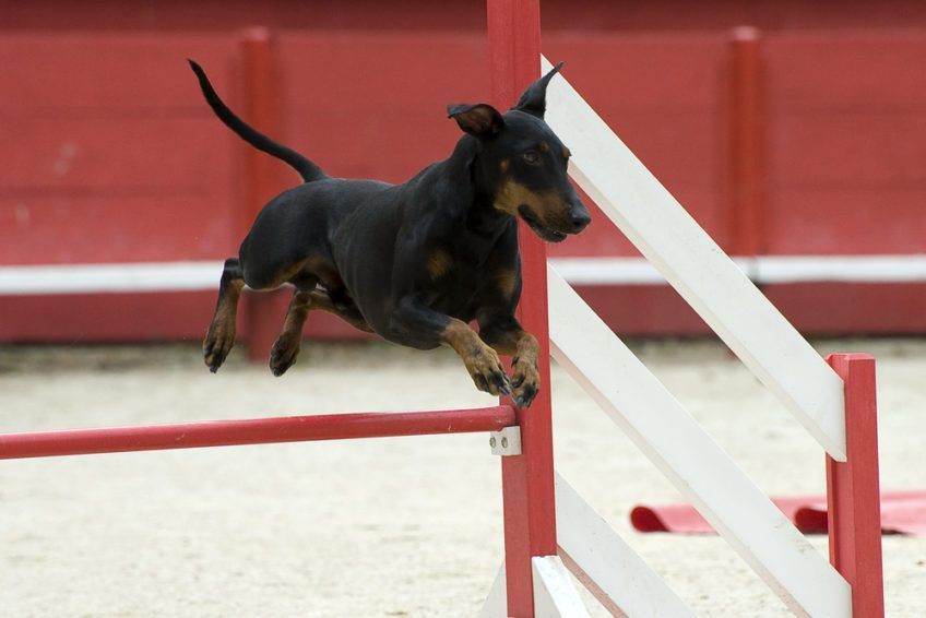 Manchester terrier pokonujący przeszkodę