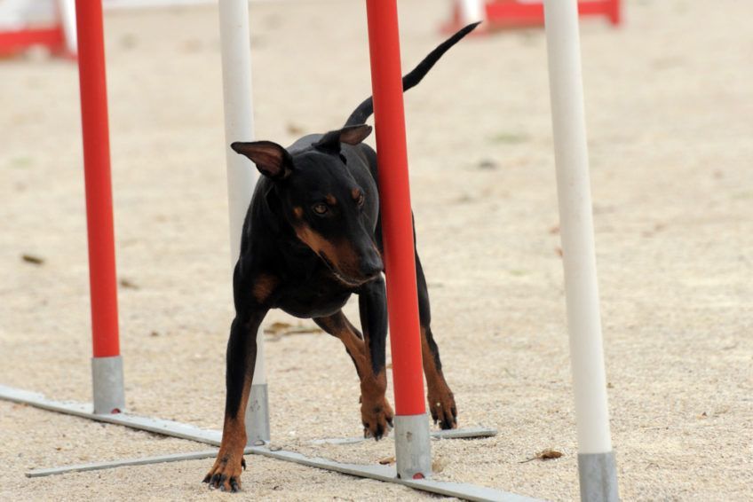 Manchester terrier pokonujący slalom