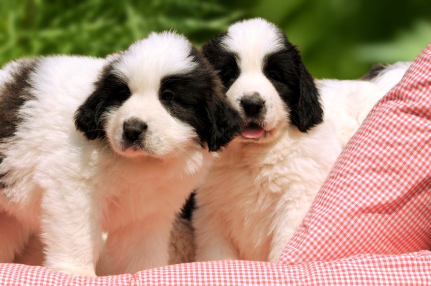 Szczenięta mastifa pirenejskiego na posłanku