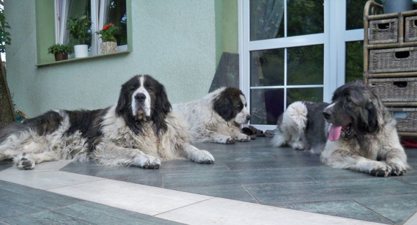 Grupa mastifów pirenejskich leżących na werandzie