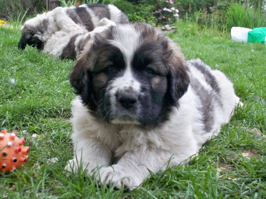 Szczenię mastifa pirenejskiego leżące na trawie