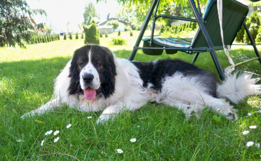 Mastif pirenejski leżący na trawie