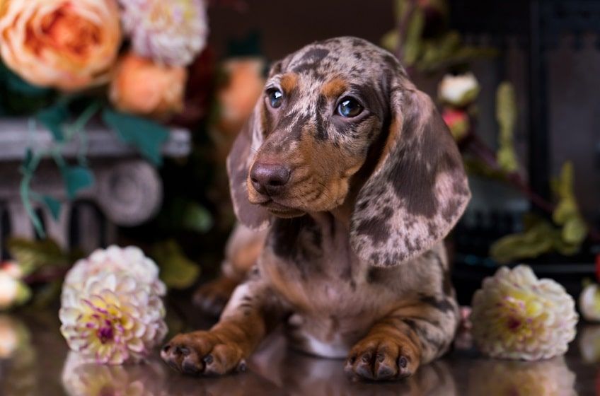 merle jamnik-min.jpg