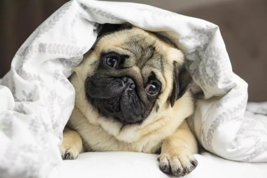 rasy psów, które nie lubią spacerów