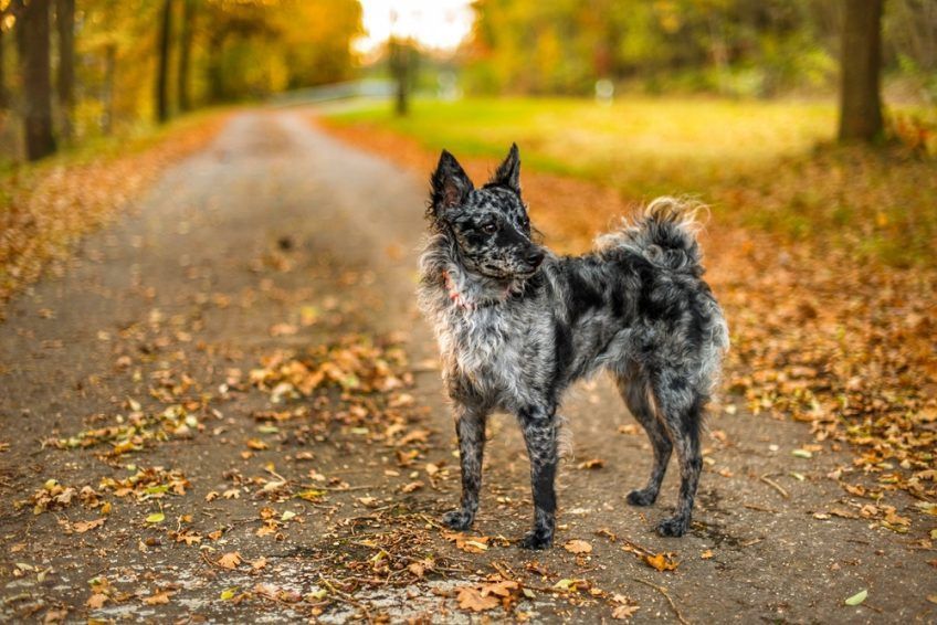 Blue merle mudi stojący w jesiennym pejzażu