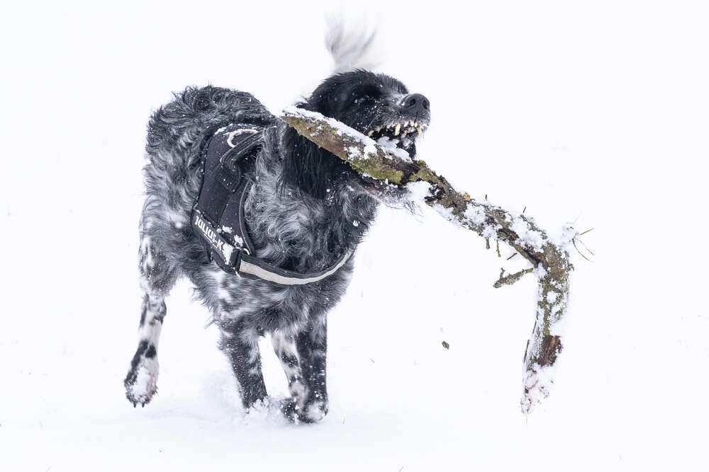 münsterländer rasa.jpg