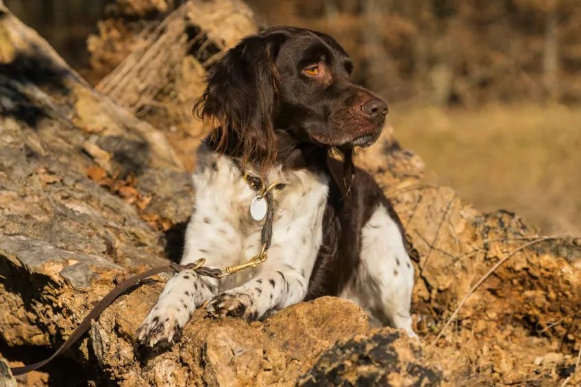 Mały munsterlander leżący na kłodzie drewna