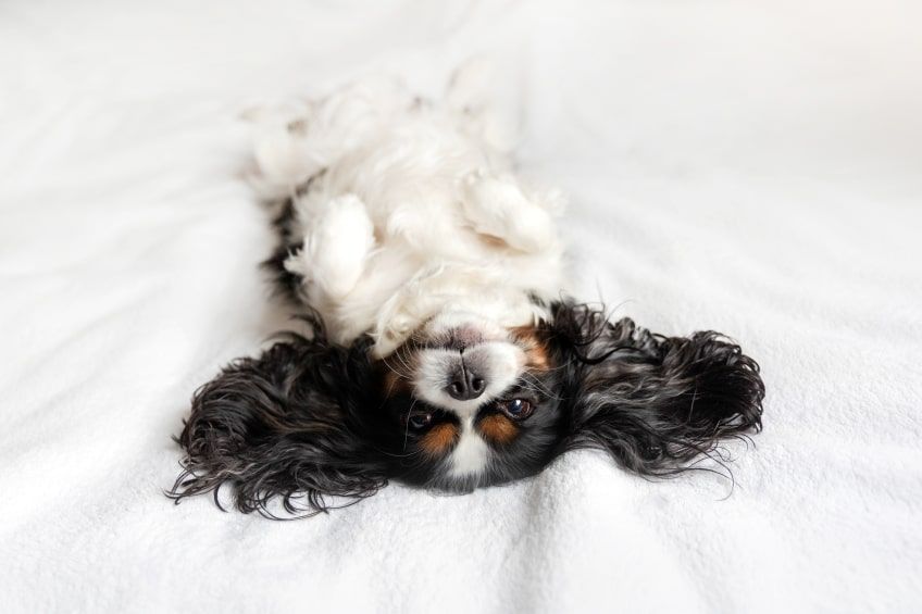 najdroższe psy świata cavalier king charles spaniel