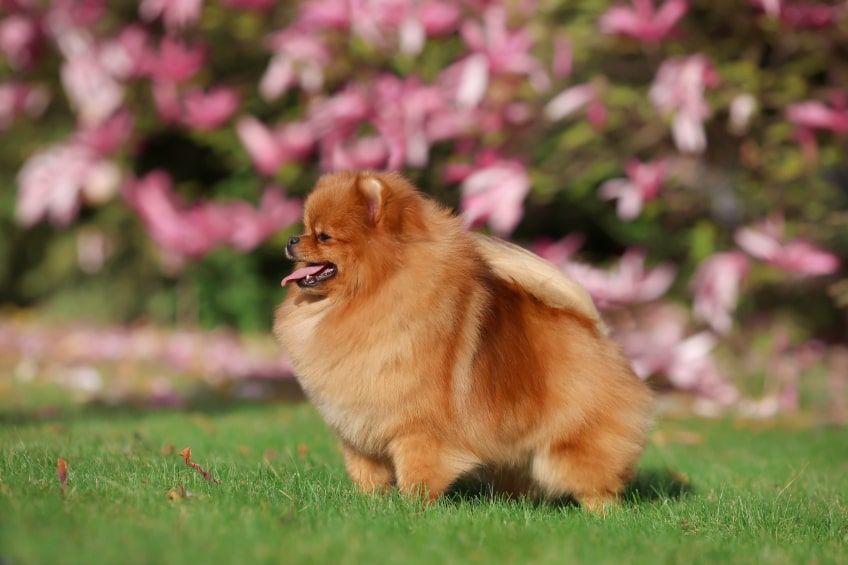 najdroższe psy świata pomeranian