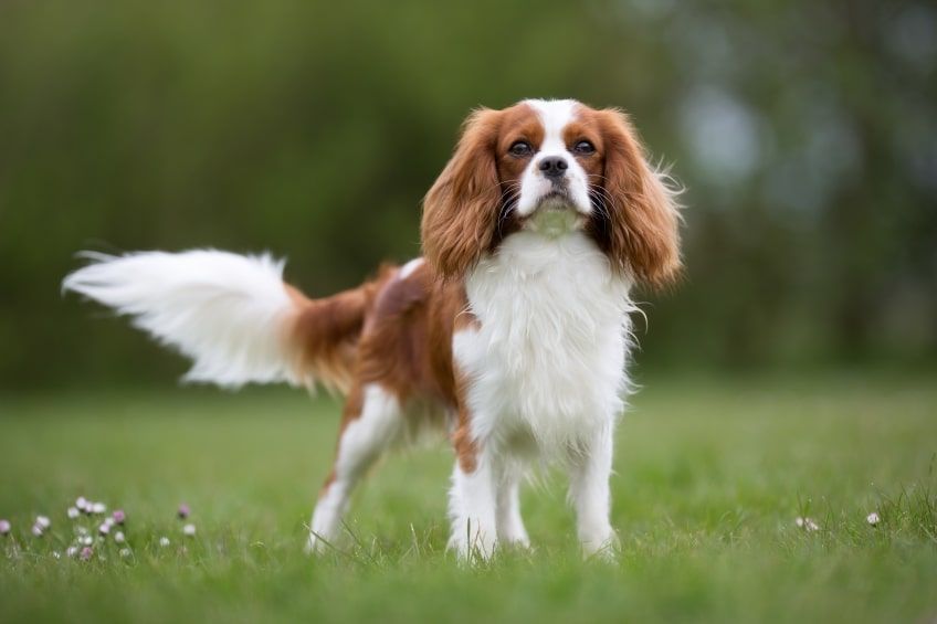 najpopularniejsze rasy psów do towarzystwa cavalier king charles spaniel