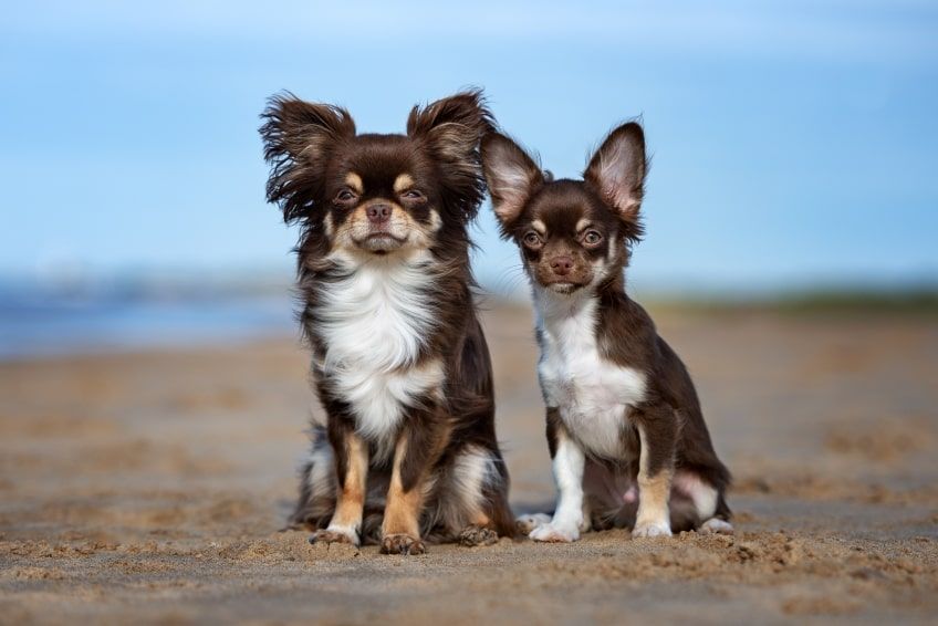 najpopularniejsze rasy psów do towarzystwa chihuahua