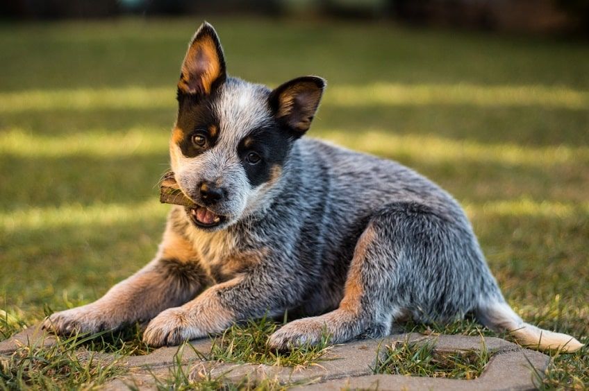 niebieski cattle dog-min.jpg