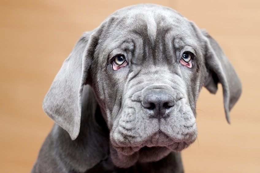 niebieski mastiff neapolitański-min.jpg