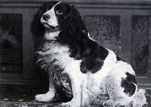 Norfolk spaniel