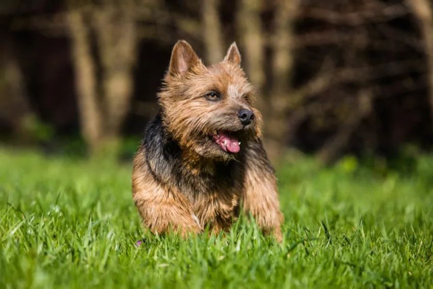 podpalany norwich terrier