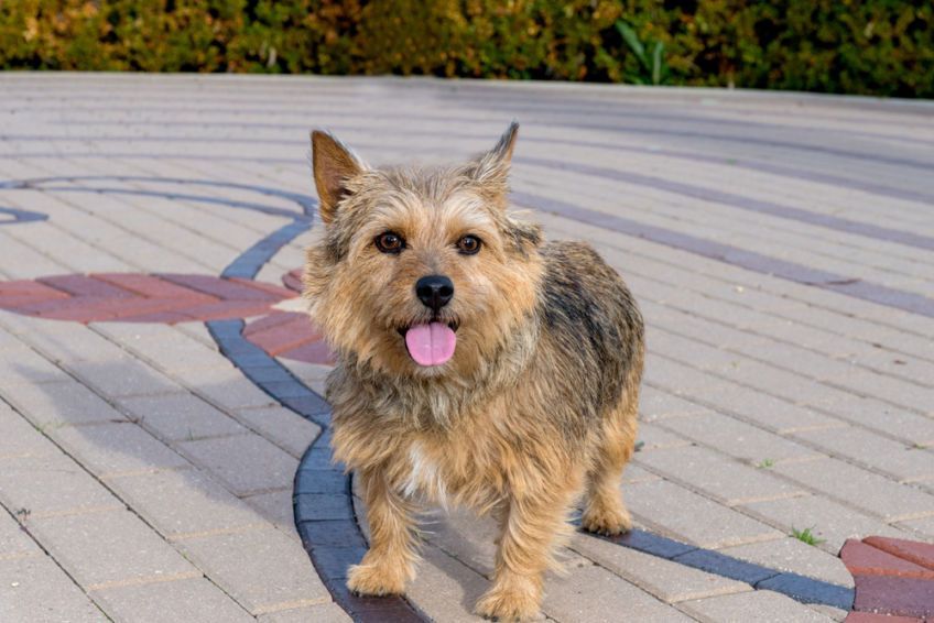 norwich terrier na spacerze