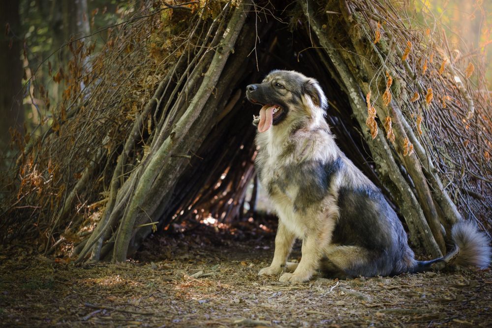 owczarek kraski 8.jpg