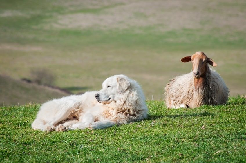 owczarek maremma szkolenie i wychowanie