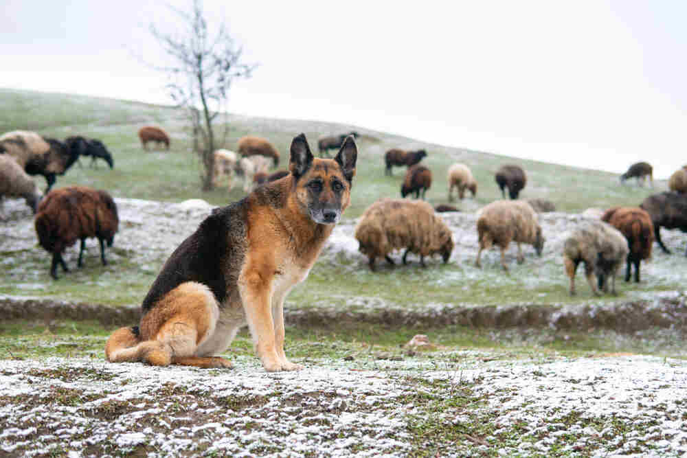 owczarek owce (1).jpg