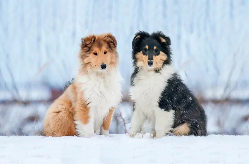 owczarek szkocki długowłosy collie