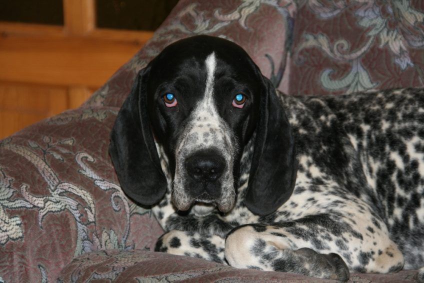 Portret wyżła owerniackiego na kanapie