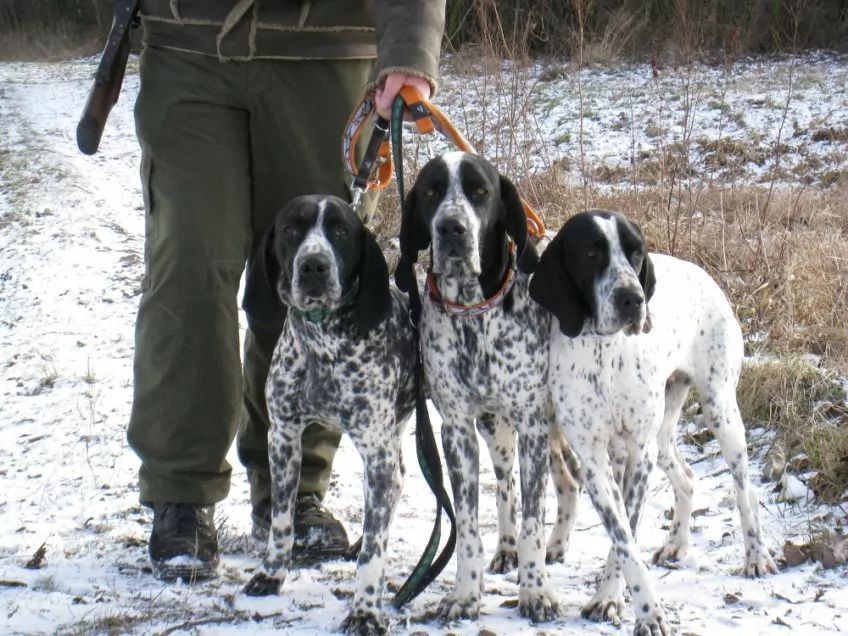 Trzy owerniaki trzymane na smyczy