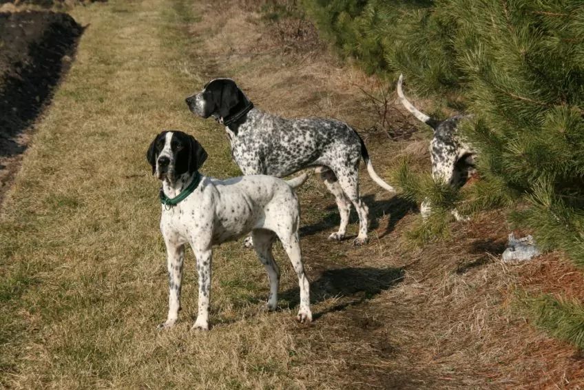 Wyżły owerniackie w plenerze