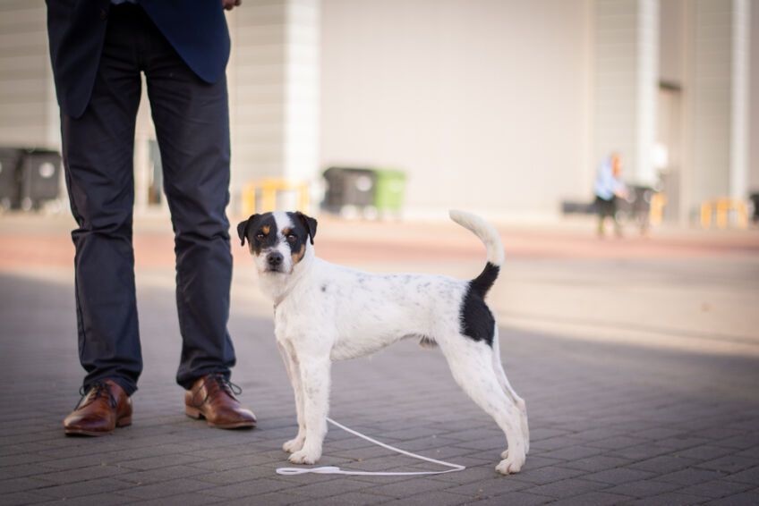 parson russell terrier