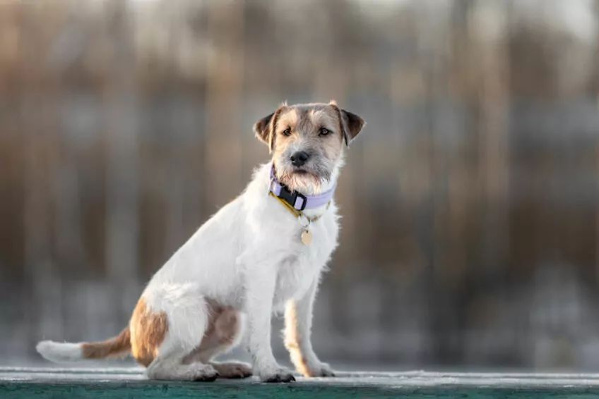 parson russell terrier