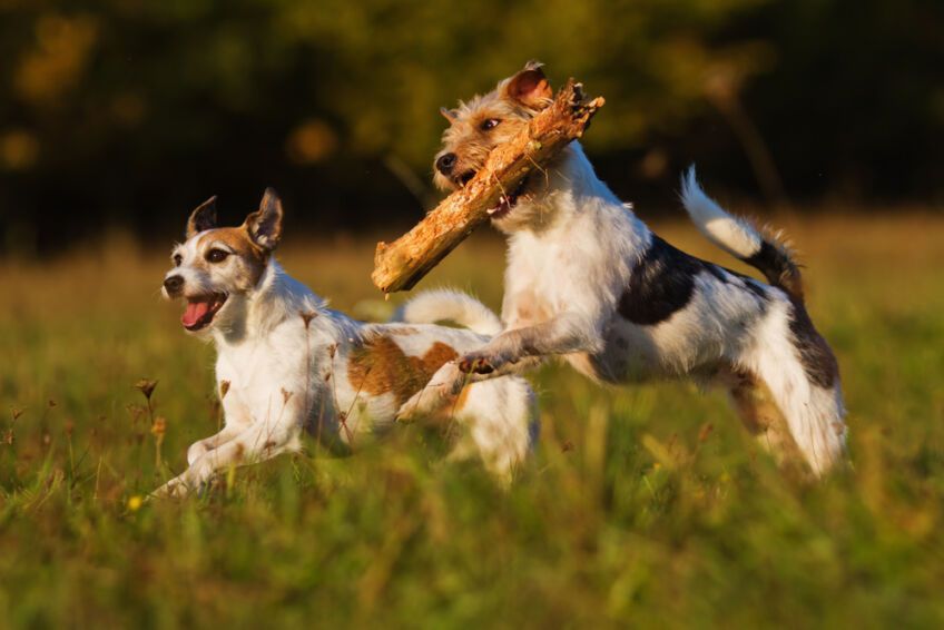 parson russell terrier