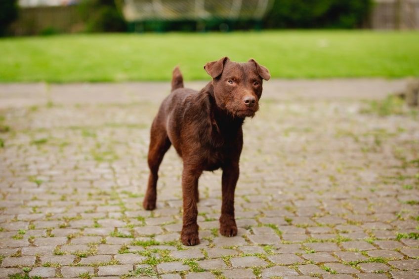 patterdale terrier szorstkowłosy
