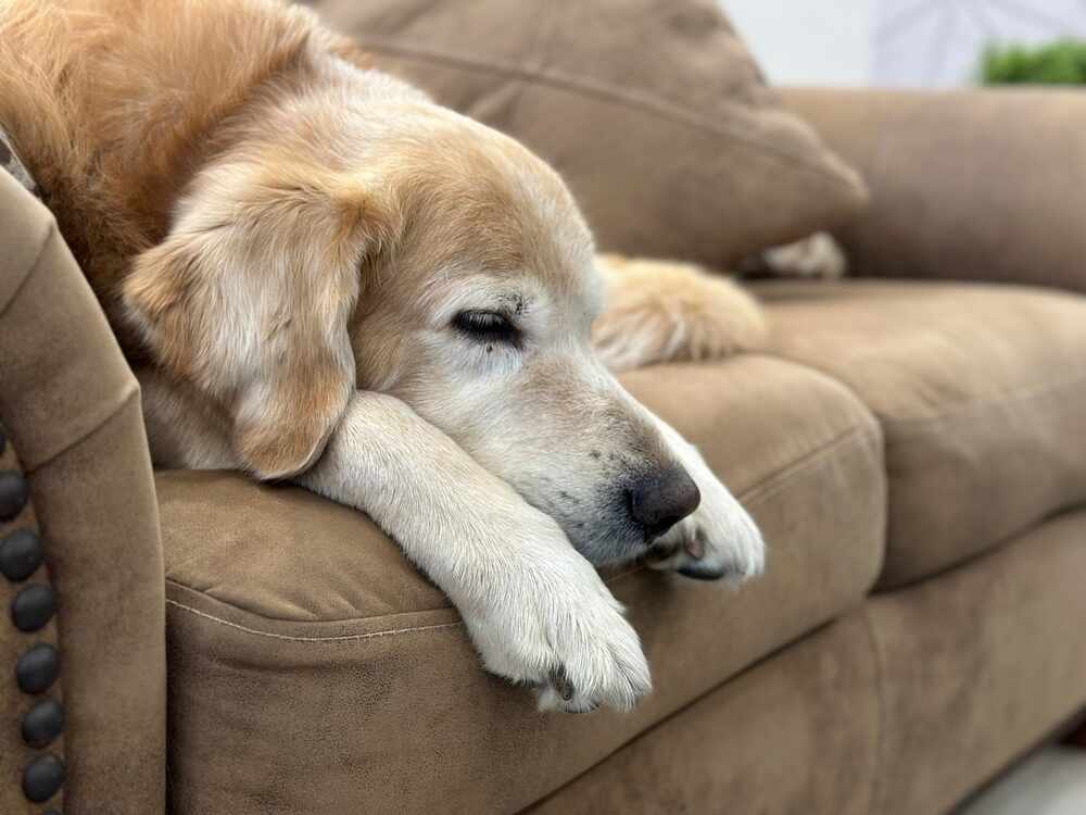 pies głuchy (1).jpg