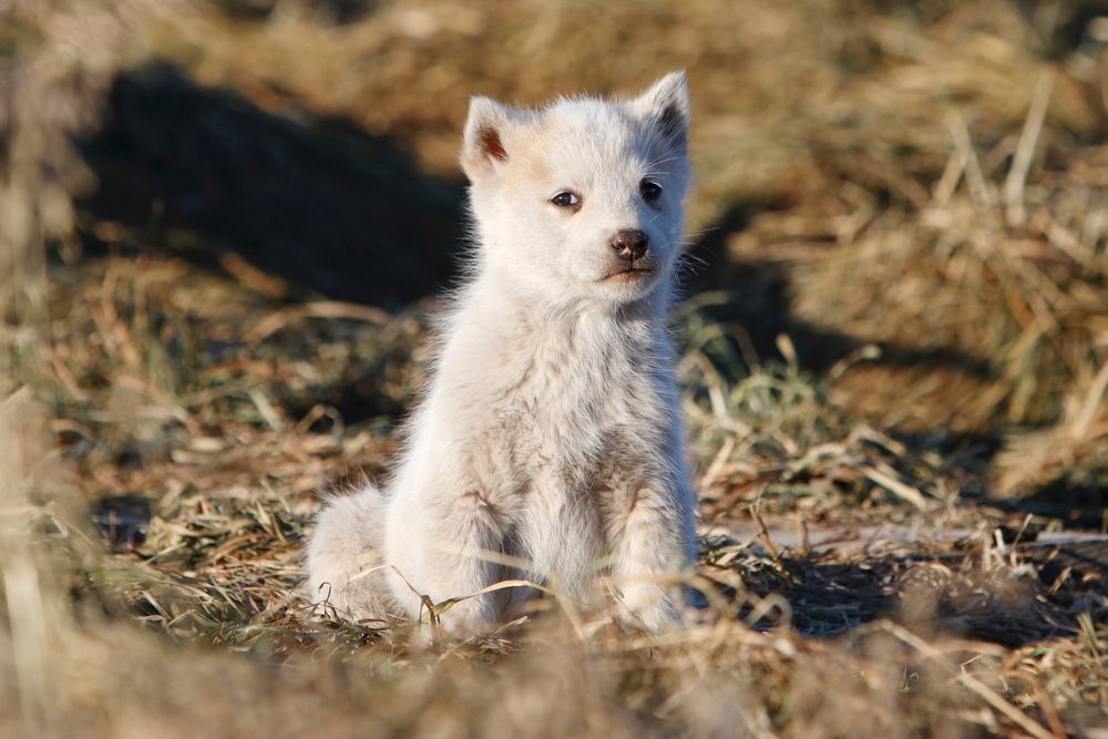 pies grenlandzki.jpg