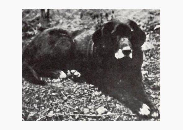 St. John’s Water Dog