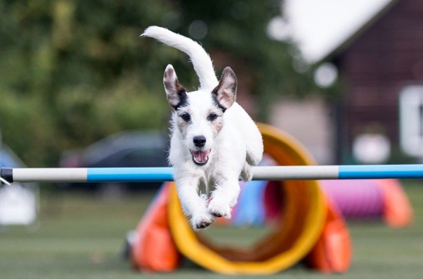 pies w agility
