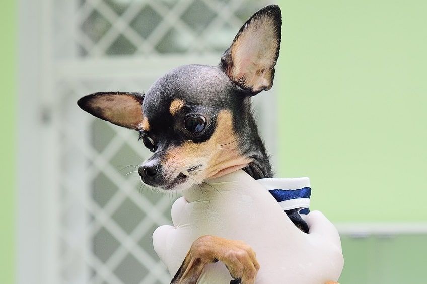 pies z wodogłowiem(1)-min.jpg