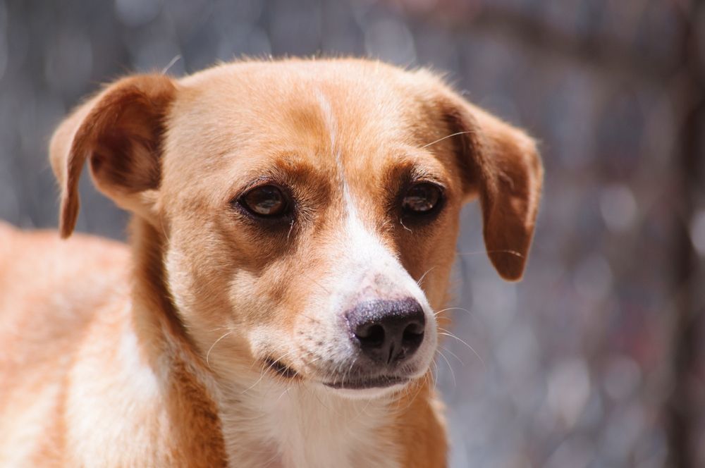 pinczer austriacki 3.jpg