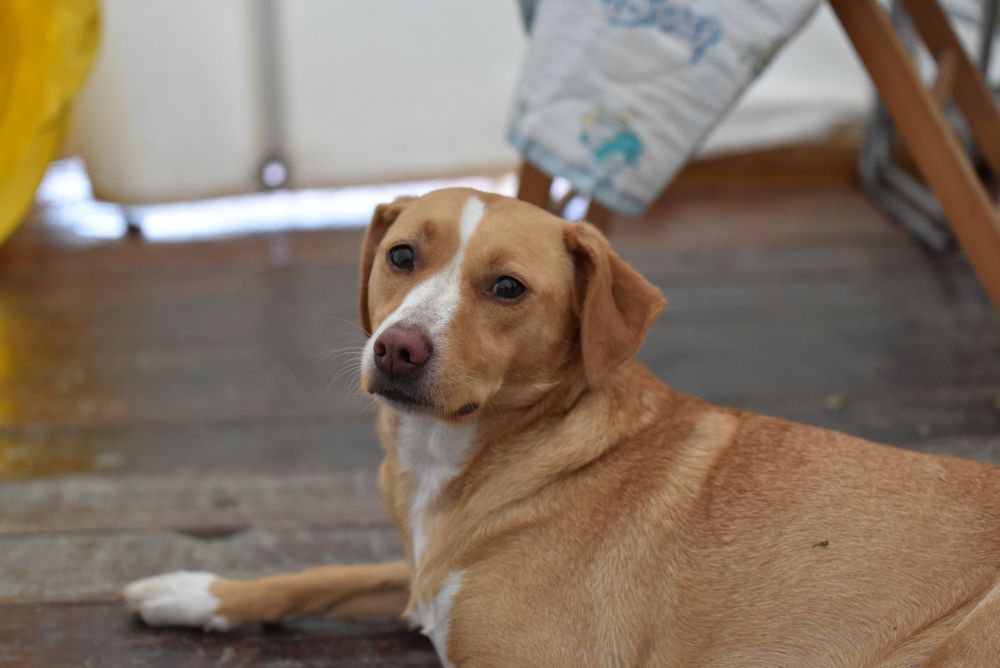 pinczer austriacki.jpg