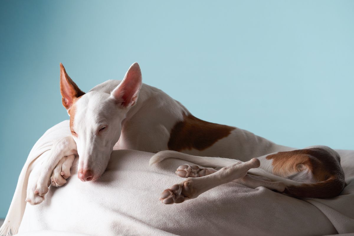 podenco z Ibizy leży