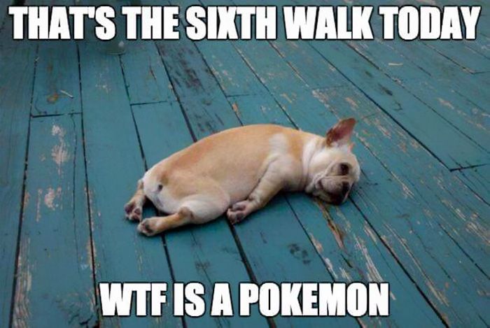 pokemon-go-dog-walking-animal-shelter-muncie-7.jpg