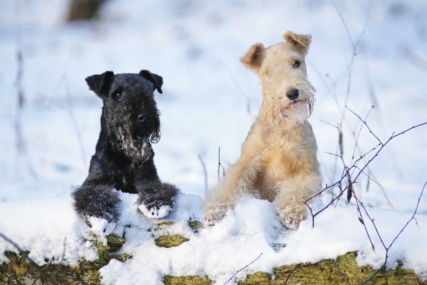 przeznaczenie psów lakeland terrier